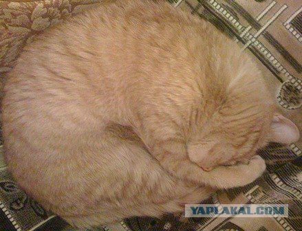 Сонный Котовторник