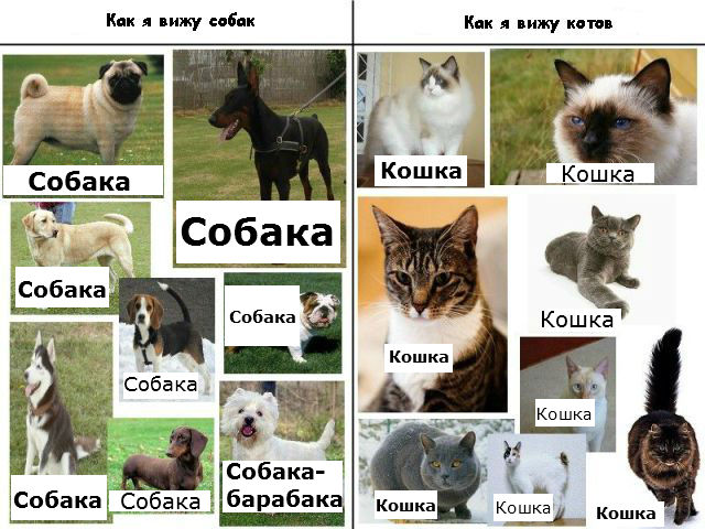 Коты и собаки