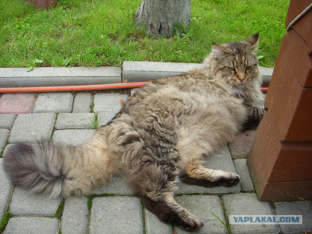 Котовторник  19.06.2012