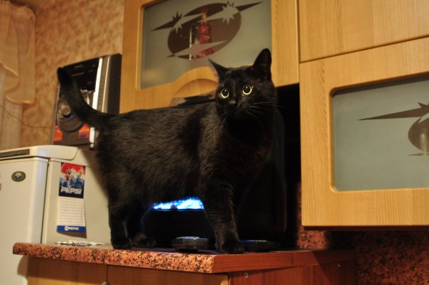 Котовторник 03 07 2012