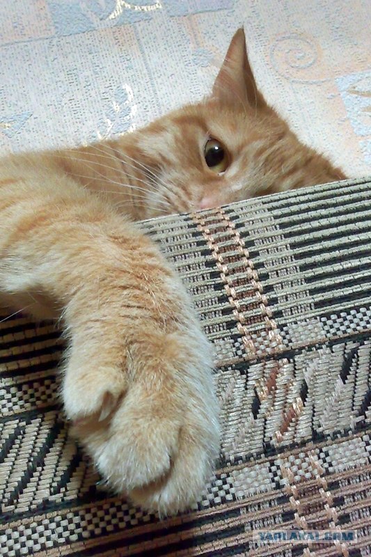 Котовторник  17.07.2012