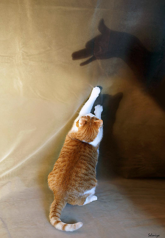 Котонянька и котовторник