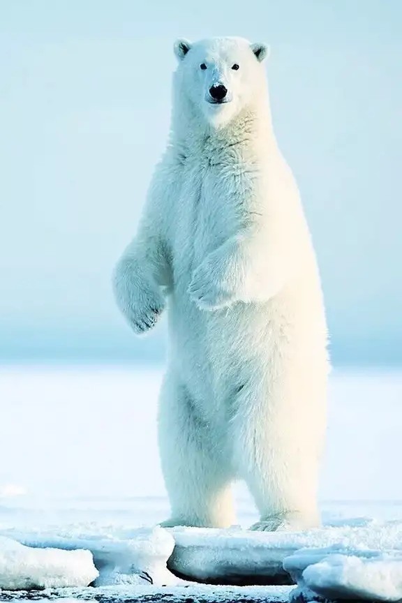 Монгольский холодильник, модель 2020/2021