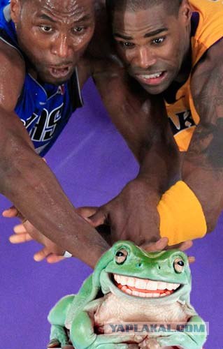 Ну очень жабельная фотография!