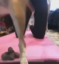 Пёс выразил протест!