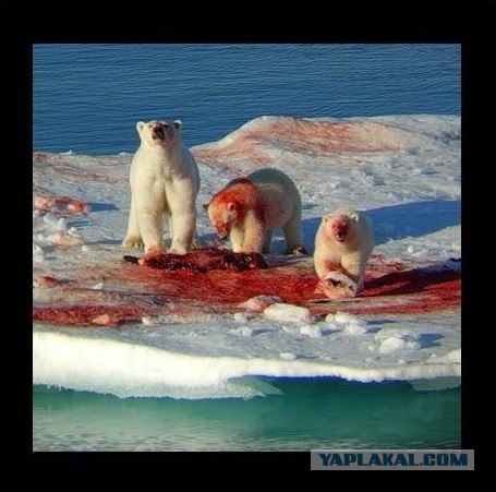 Голодный мишка и консерва, (BBC cameraman)