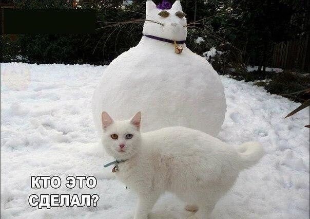 Картинки о животных, прямо и косвенно