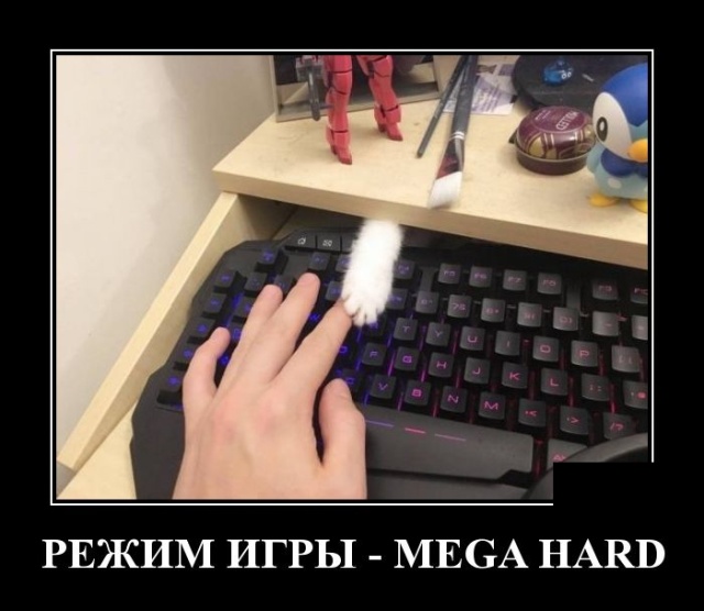 Коты, которые чихать хотели на ваше личное пространство