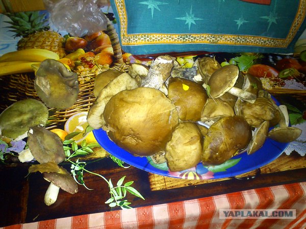 Поход за грибами