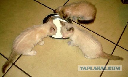Три Кото-истории