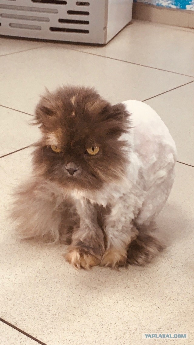 Котовторник