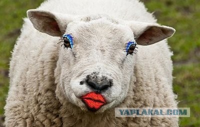 Беспилотники атакуют Севастополь