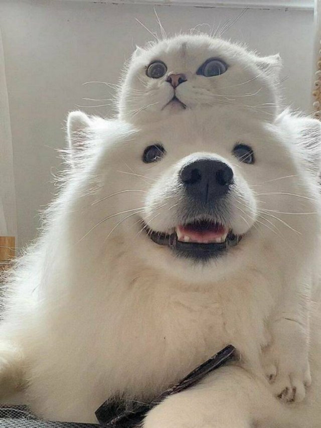 Жизнь домашнего приюта "Котоленд" 418
