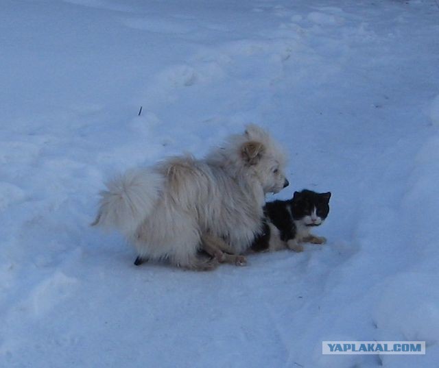 Что хочет кот?