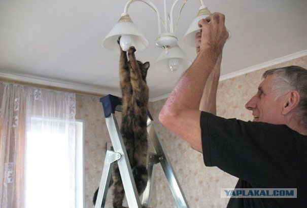 Ну и кто теперь посмеет сказать, что от котов пользы нет?