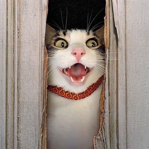 Сундук деграданта! Выпуск номер 8