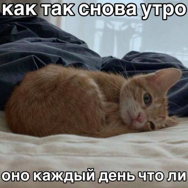 К котовторнику: подборка картинок-баянов с котиками и про котиков. Выпуск 28.