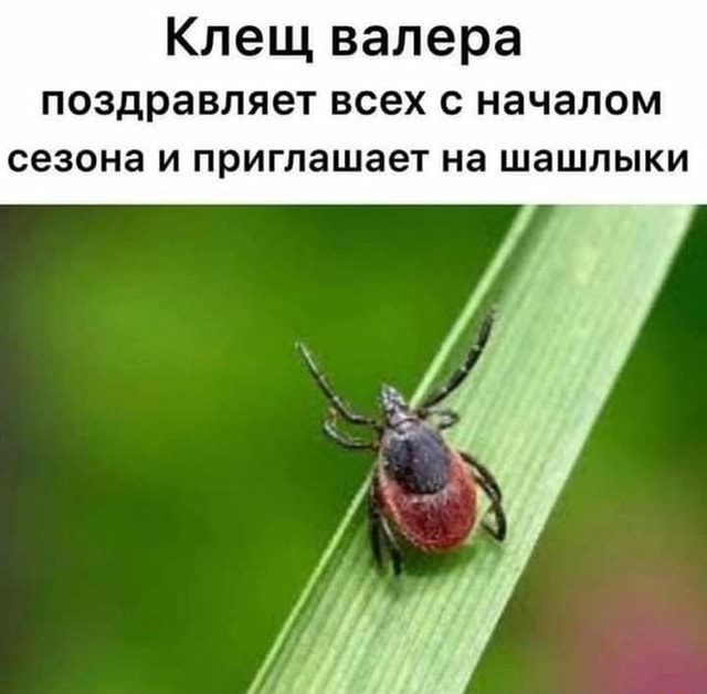 На юге России заметили огромных клещей-мутантов с высокой скоростью передвижения