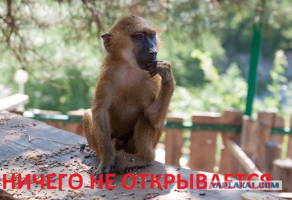 IP камеры. Сливаем сами себя.