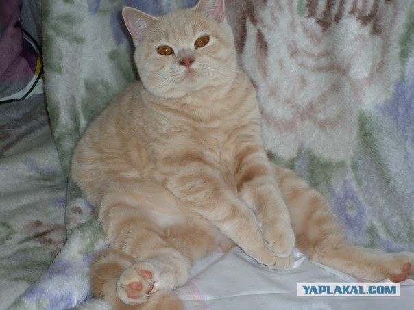 Котейка, который не знает как лежат котейки