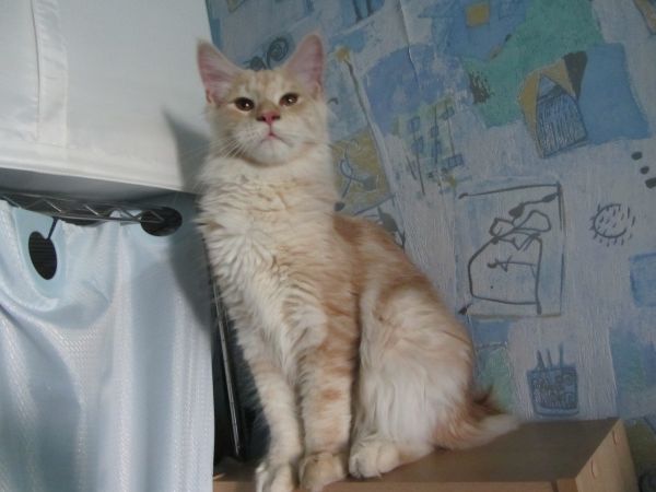 Котовторник 29.10.2013