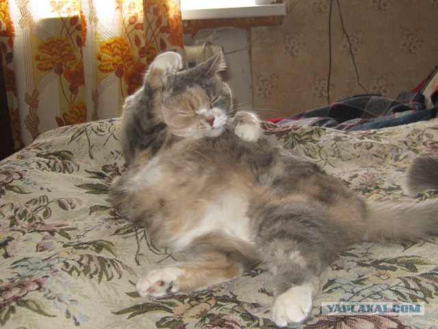 Котовторник 26.11.2013