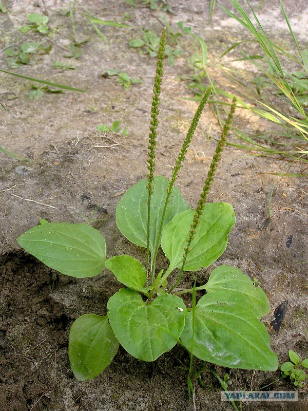 Плюсомет со шпалометом
