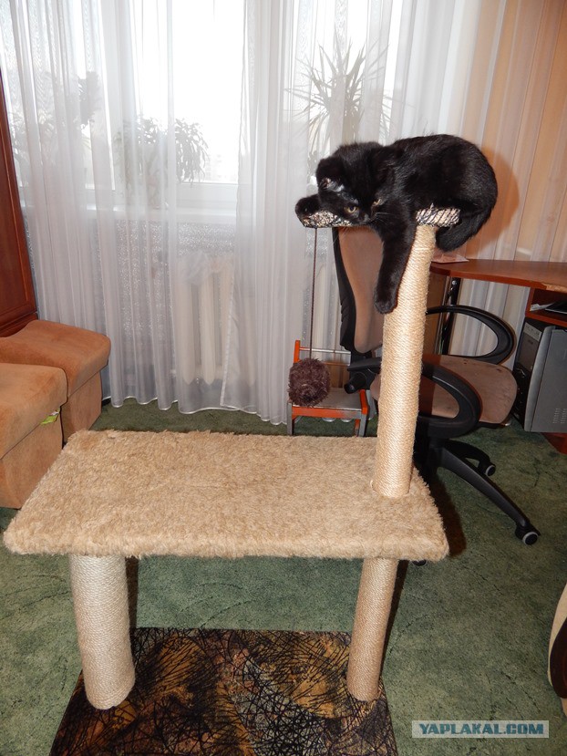 Котовторник 04.11.2014