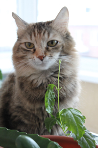 Котовторник 11.11.2014