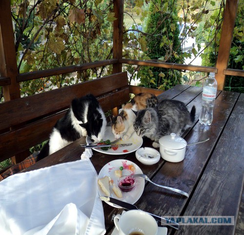 Котовторник 2.12.14