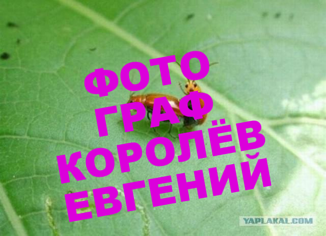 Спалили парочку