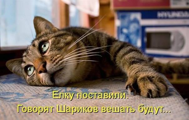 Забавные картинки с котами из сети - ЯПлакалъ