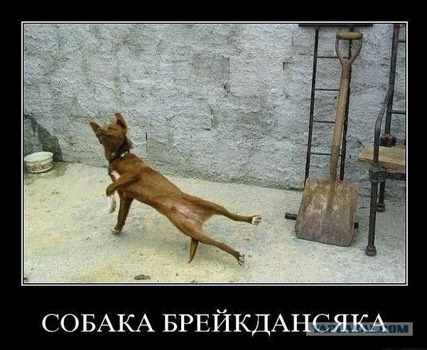 А что, собакочетверг отменили?