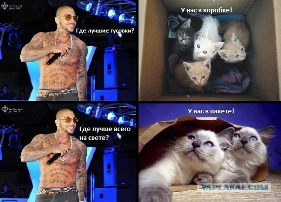 Удивление по-кошачьи