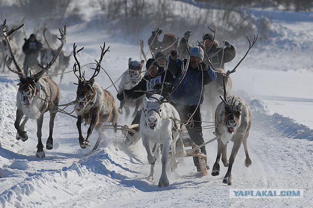 Вот ты какой, северный олень!