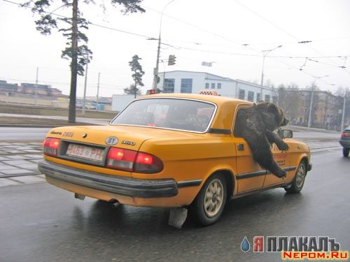 Превед медвед!