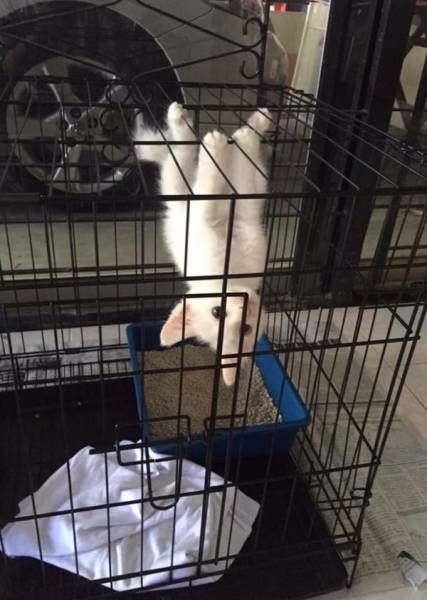 Котовторник  01.03.2016