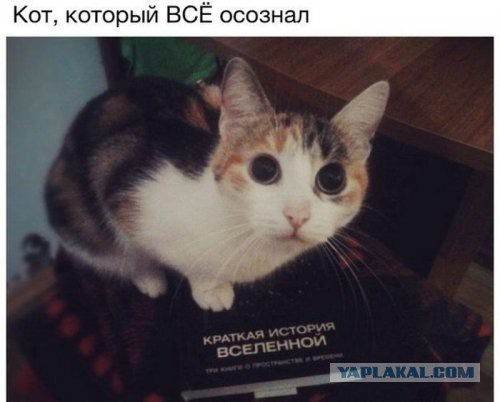 Смешные комментарии из социальных сетей 04.03.2016