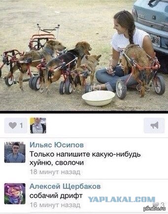 История о собаке - жертве садиста, которая обрела любящий дом