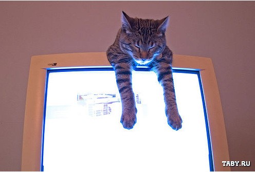 Спецвыпуск котомёта - коты программистов