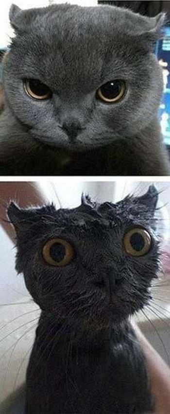 Демы к котовторнику!