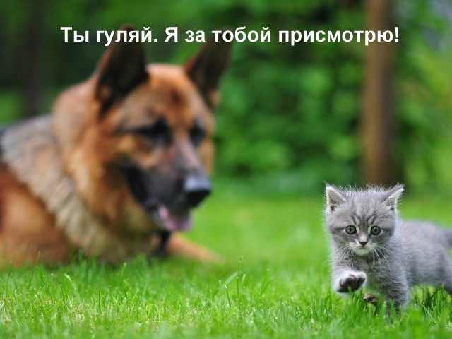 Отставной военный пёс первый раз в жизни увидел котёнка