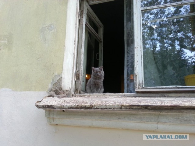 Кошки, которых я встретил на своем пути:)