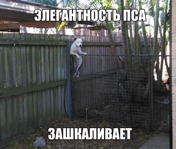 Мохнатые беспредельщики