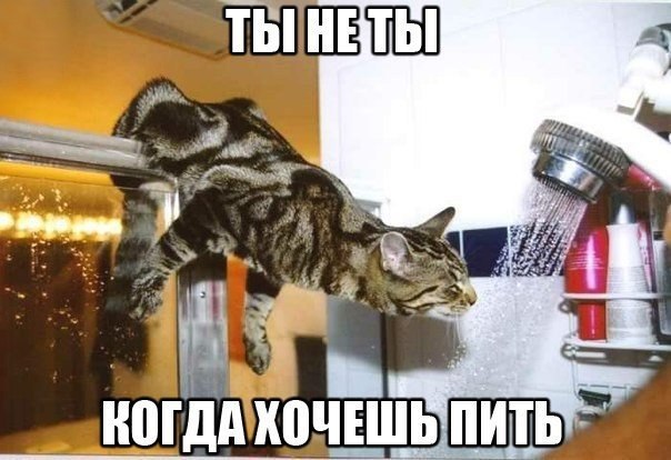 Мохнатые беспредельщики