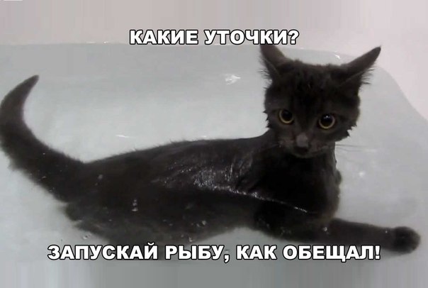 Немного картинок и гифок.