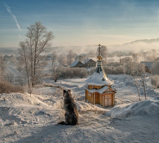 Прикольные животные