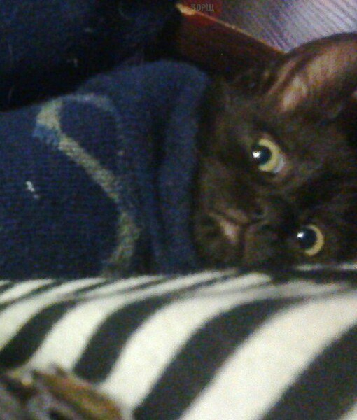 Прикольные животные