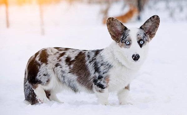 Самые смешные животные