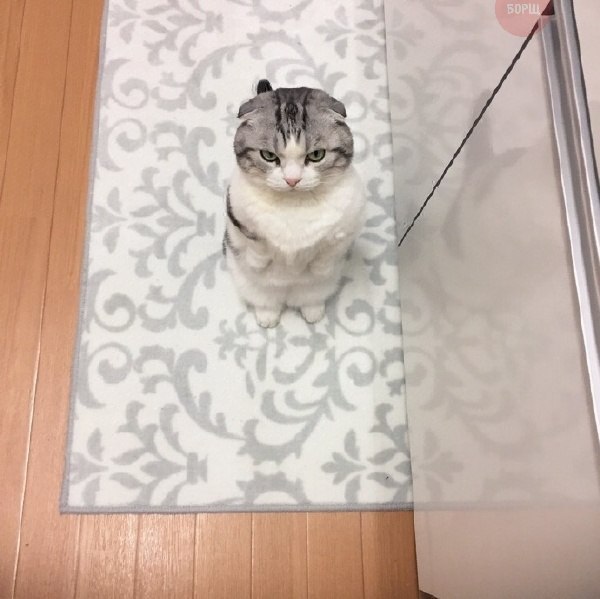 Коты и Кошки